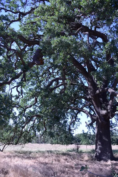 DSC_2076 (Large).JPG